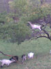 goat-in-tree.jpg